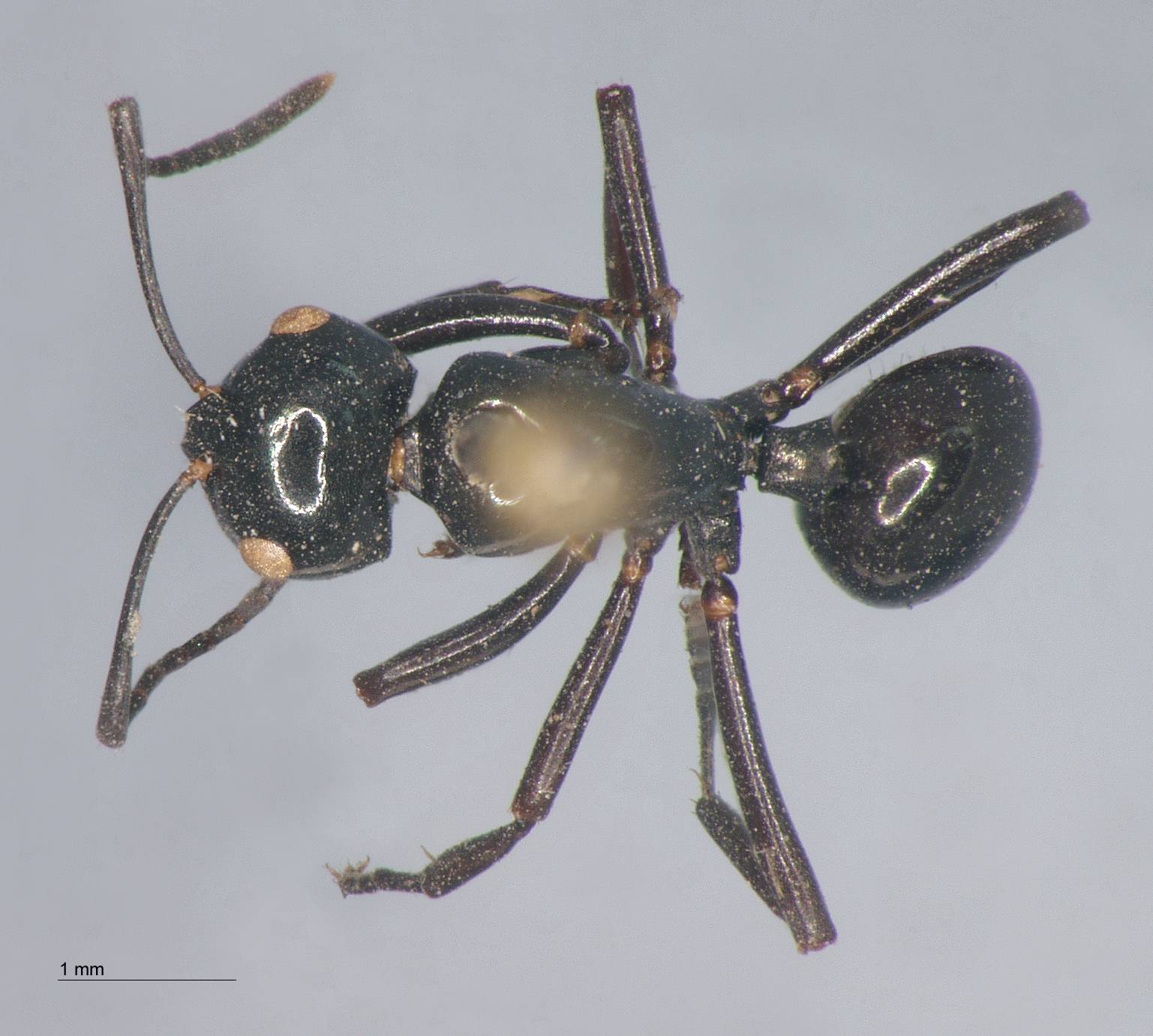 Polyrhachis rastellata Latreille, 1802 dorsal