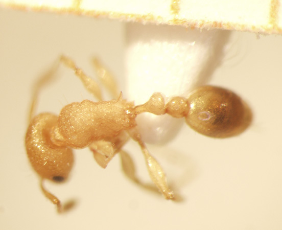 Tetramorium laparum Bolton,1977 dorsal