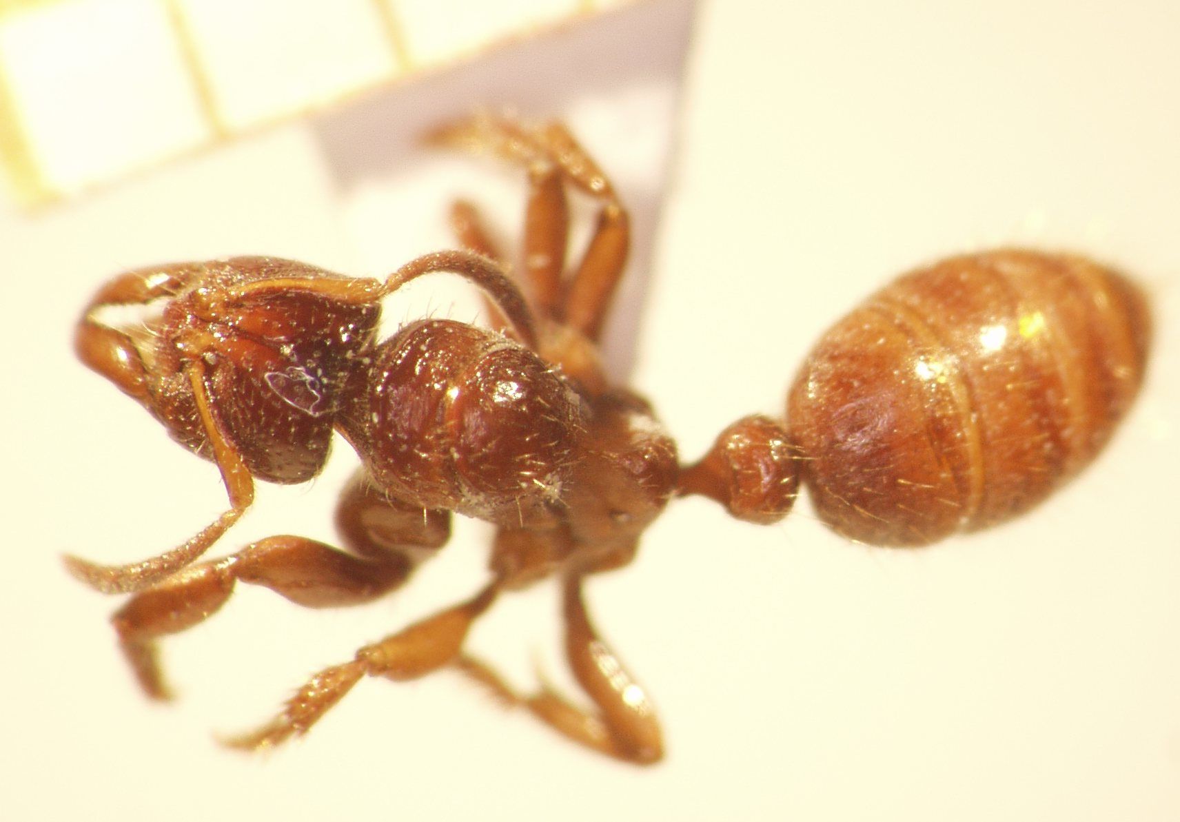 Centromyrmex 1 dorsal