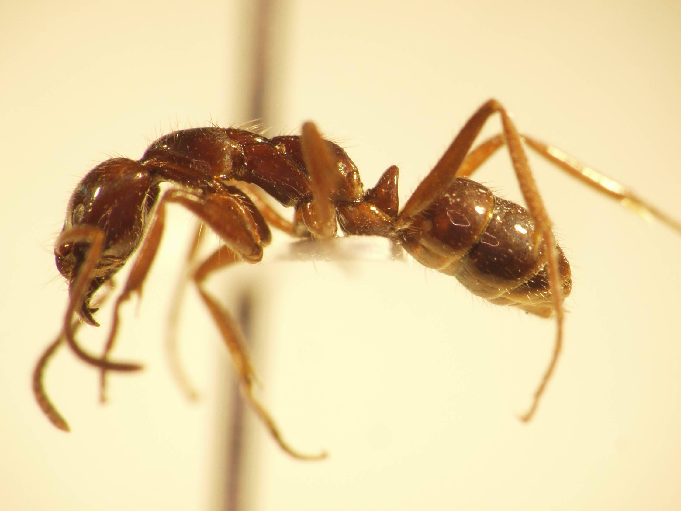 Leptogenys mutabilis Smith,1861 lateral