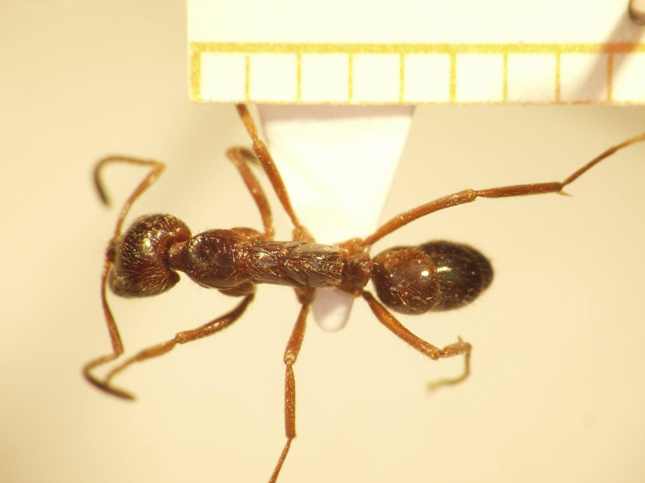 Leptogenys mutabilis Smith,1861 dorsal