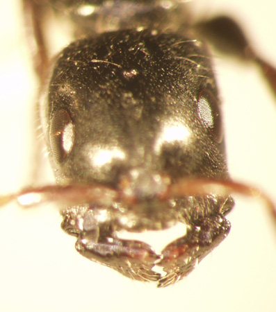 Tetraponera 12 frontal