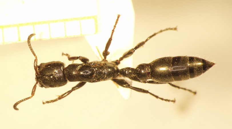 Tetraponera 12 dorsal