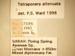 Tetraponera attenuata Smith,1877 Label