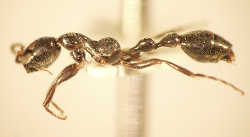 Tetraponera attenuata Smith,1877 lateral