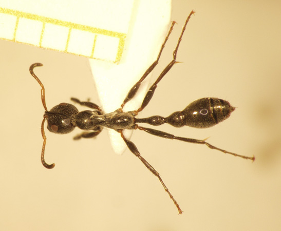 Tetraponera attenuata Smith,1877 dorsal