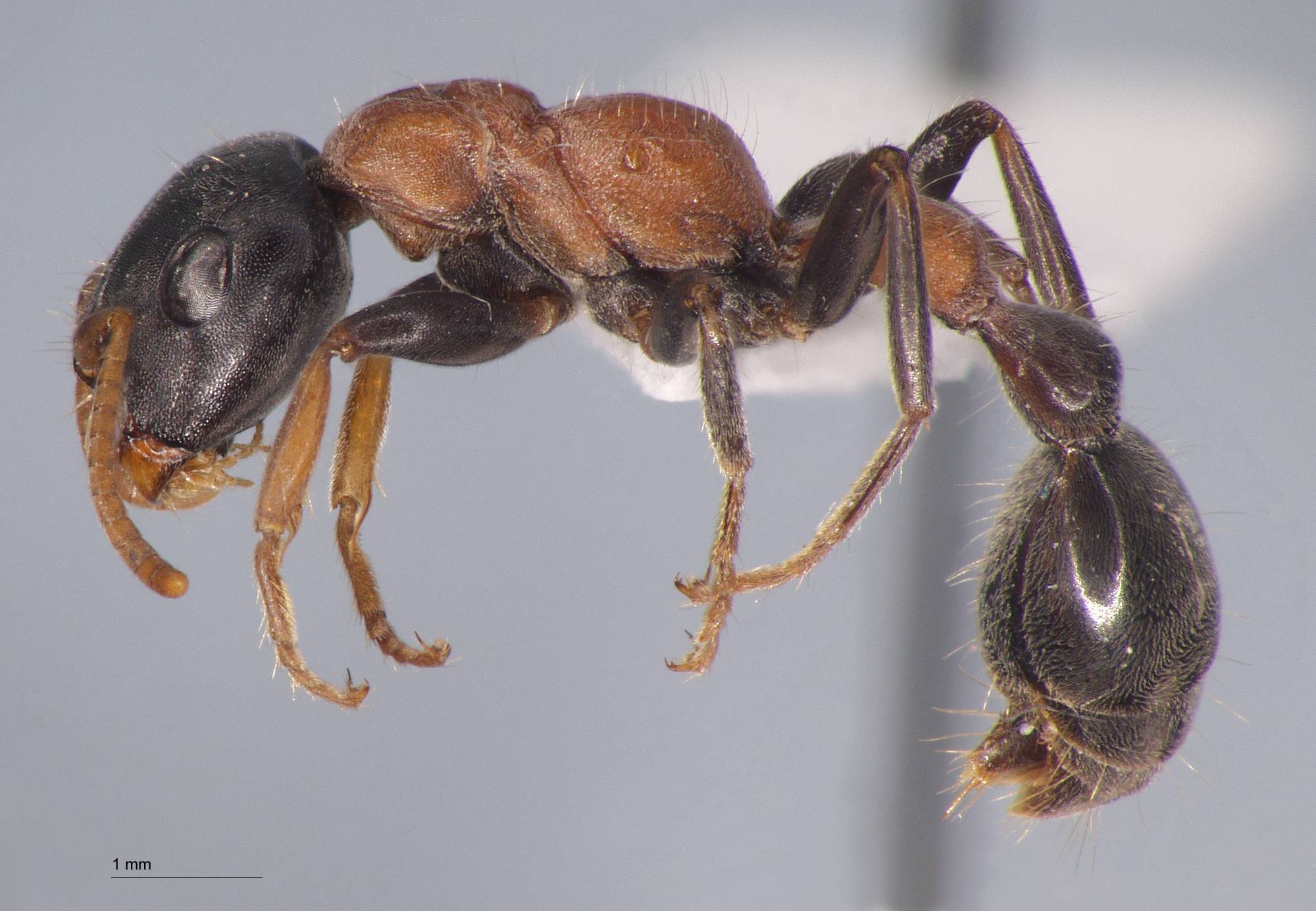 Tetraponera rufonigra Jerdon, 1851 lateral