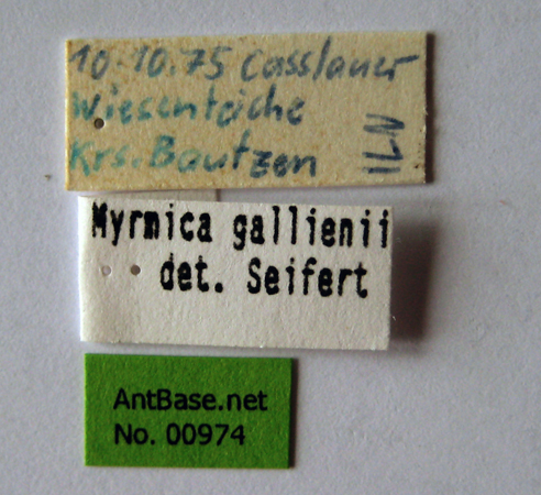 Myrmica gallienii label