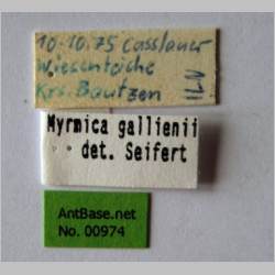 Myrmica gallienii Bondroit, 1920 label