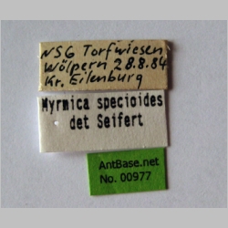 Myrmica specioides Bondroit, 1918 label