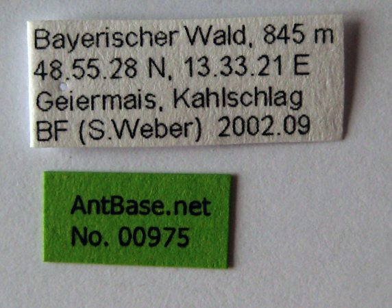 Myrmica sulcinodis label