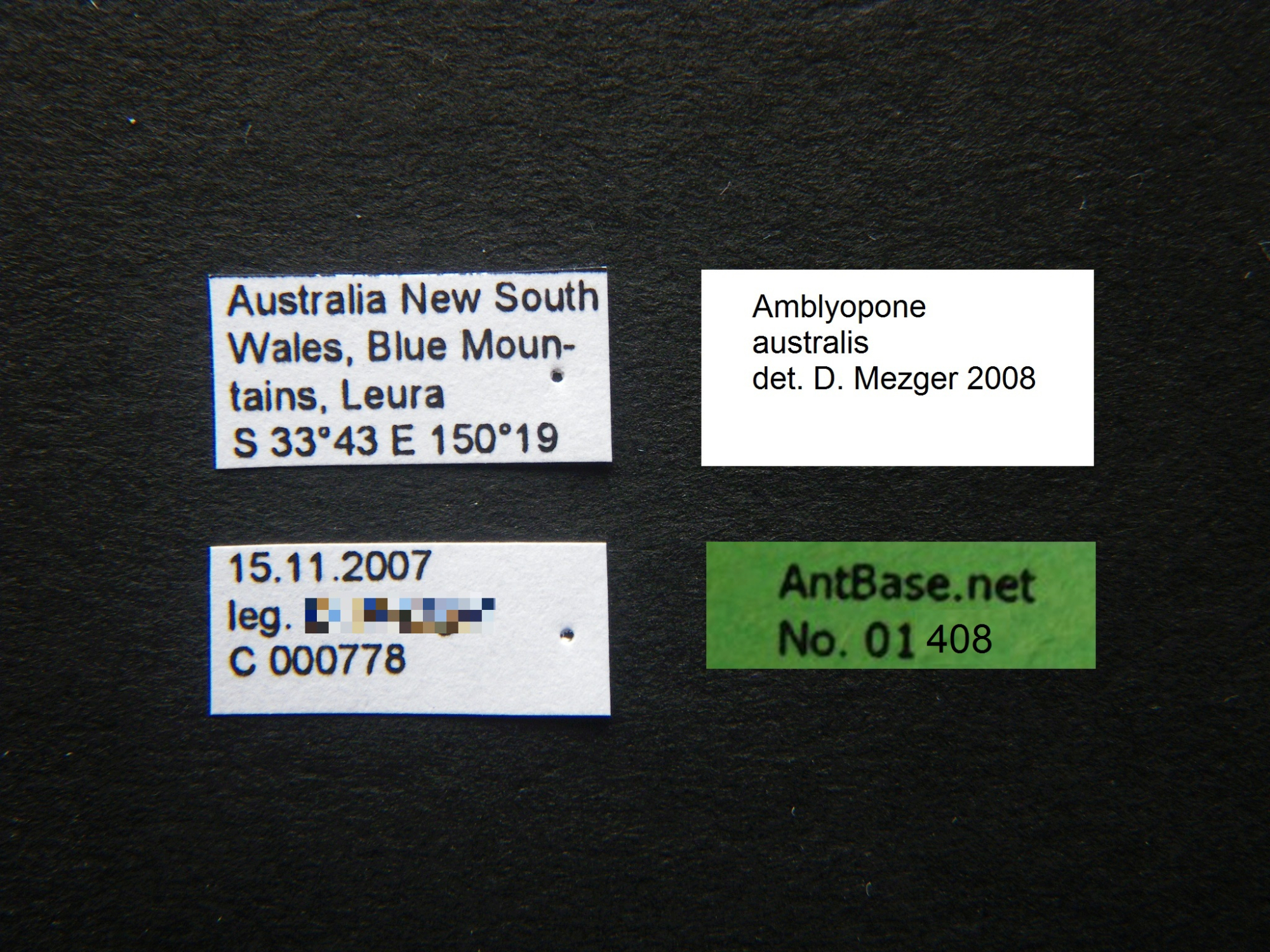 Foto Amblyopone australis Label