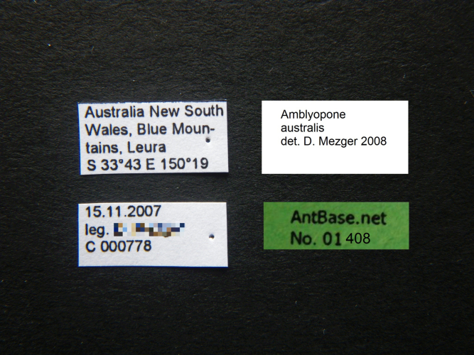 Amblyopone australis Label