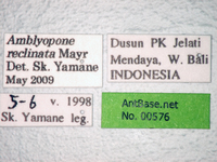 Amblyopone reclinata Mayr, 1879 Label