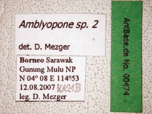 Foto Amblyopone sp. 2 Label