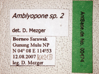 Amblyopone sp. 2 Label