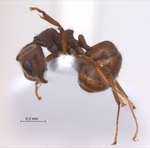 Dolichoderus thoracicus Smith, 1860 lateral