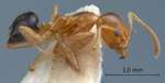 Philidris myrmecodiae nigriventris Donisthorpe, 1941 lateral