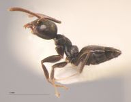Technomyrmex albipes Smith, 1861 lateral