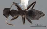Technomyrmex butteli Forel, 1913 dorsal