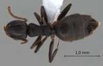 Technomyrmex difficilis Forel, 1892 dorsal