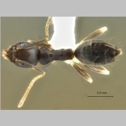 Technomyrmex kraepelini Forel, 1905 dorsal