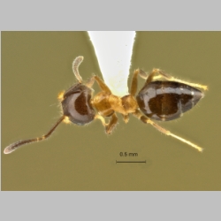 Technomyrmex mandibularis Bolton, 2007 dorsal