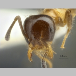 Technomyrmex mandibularis Bolton, 2007 frontal