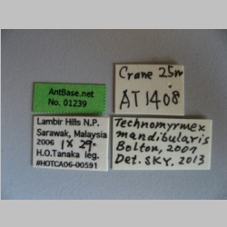 Technomyrmex mandibularis Bolton, 2007 Label