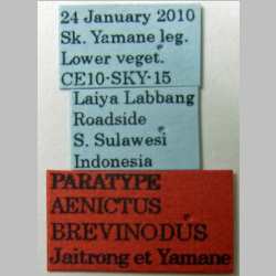 Aenictus brevinodus Jaitrong & Yamane, 2011 Label