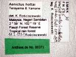 Aenictus hottai Terayama&Yamane,1989 Label