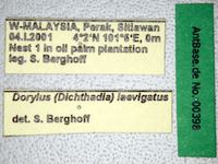 Dorylus laevigatus minor Smith, 1878 Label