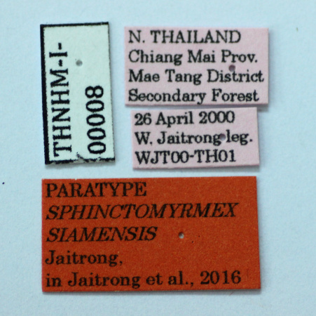 Zasphinctus siamensis Jaitrong, 02016 Label