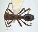 Gnamptogenys menadensis Mayr,1887 dorsal