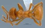 Acropyga acutiventris Roger, 1862 dorsal