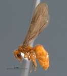 Acropyga acutiventris Roger, 1862 lateral