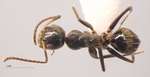 Camponotus 77 dorsal