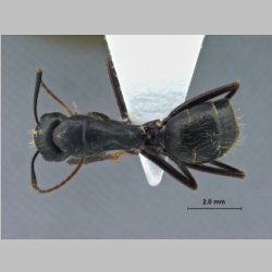 Camponotus aethiops (Latreille, 1798) dorsal