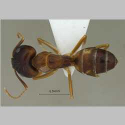 Camponotus albosparsus Bingham, 1903 dorsal