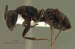 Camponotus armeniacus Arnol'di, 1967 lateral