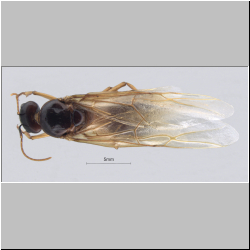 Camponotus arrogans Smith, 1858 dorsal