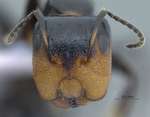 Camponotus bedoti Emery, 1893 frontal