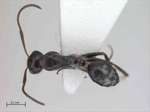 Camponotus reticulatus Roger, 1863 dorsal