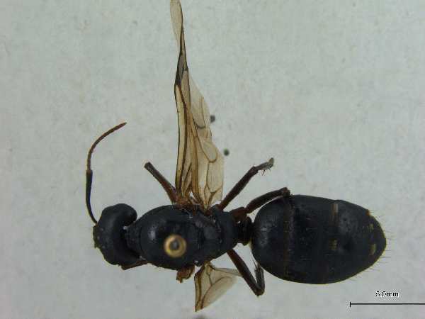 Camponotus compressus Fabricius, 1787 dorsal