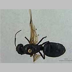 Camponotus compressus Fabricius, 1787 dorsal