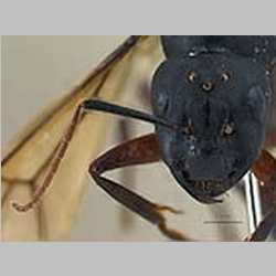 Camponotus compressus Fabricius, 1787 frontal