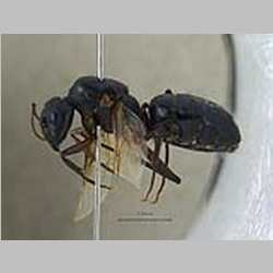Camponotus compressus Fabricius, 1787 lateral