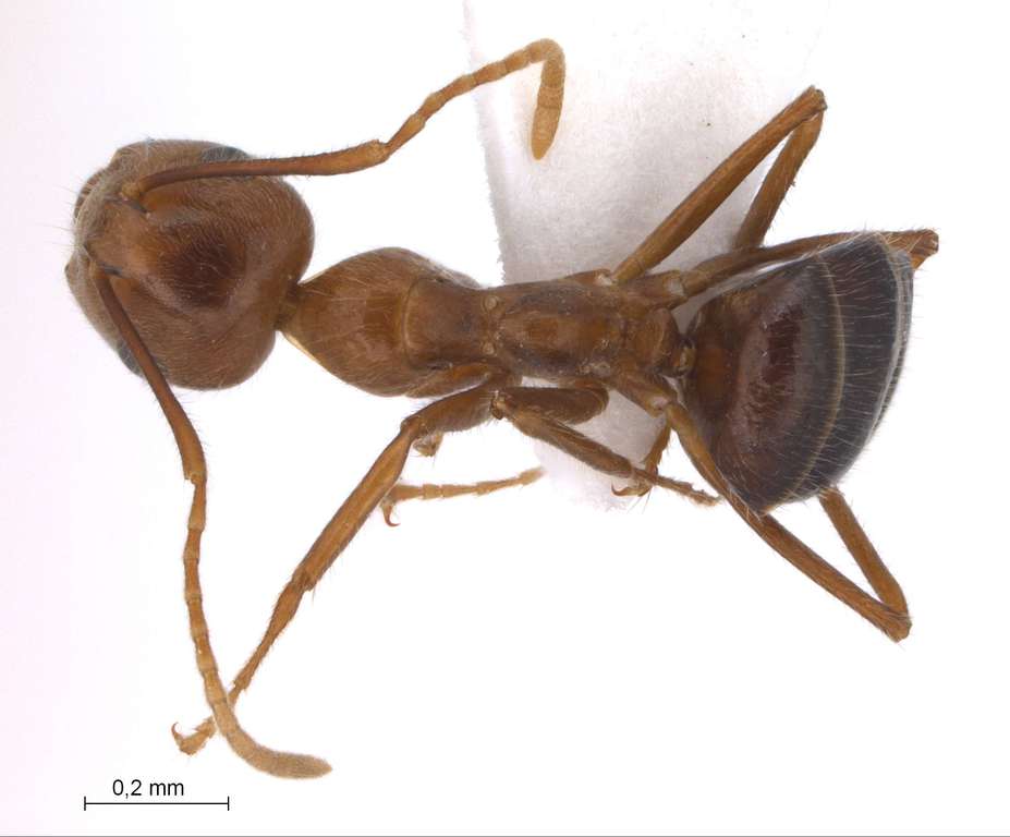 Foto Camponotus dolichoderoides Forel, 1911 dorsal