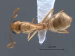 Camponotus fedtschenkoi Mayr, 1877 dorsal