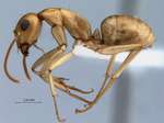 Camponotus fedtschenkoi Mayr, 1877 lateral